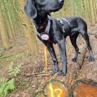 Five sucht seine Herzensmenschen 🐾, Hund zur Adoption