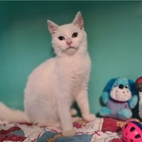 BLANCHE reservée, chatte à adopter