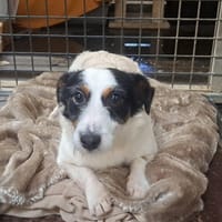 CHASE, chien à adopter