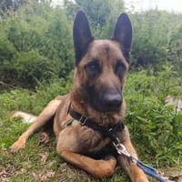 URBAN, chien à adopter