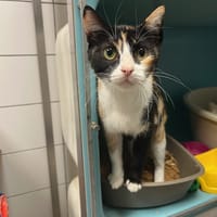 READY, chatte à adopter