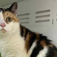 HADESSE, chatte à adopter