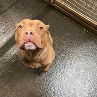 BRUCE, chien à adopter