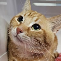 GINGER CAT, chat à adopter