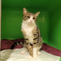 PRAIA PAB28063, chatte à adopter