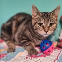 Rayone, chatte à adopter