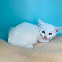 Ebony, chatte à adopter