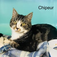 Chipeur, chat à adopter