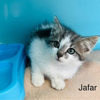 Jafar, chat à adopter