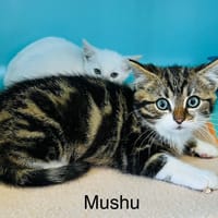 Mushu, chat à adopter