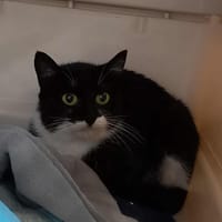 BAHAMAS QCT, chatte à adopter