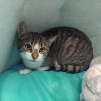 Rafaelle  PAB28073, chat à adopter
