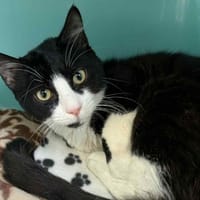 HELIOS, chat à adopter