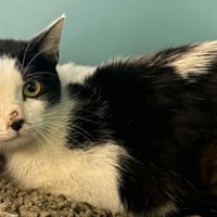 XENA, chatte à adopter