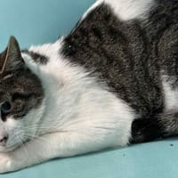 SCAR, chat à adopter