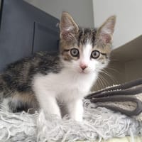 ARTEMIS, chat à adopter