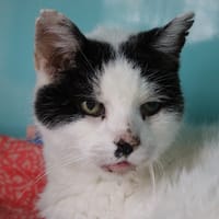 LUC, chat à adopter