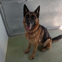 PAGAILLE LOF, chienne à adopter