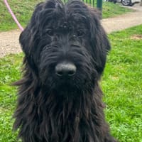 IVAR, chien à adopter