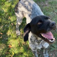 Bronzino, chien à adopter
