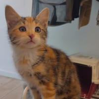 AURORE, chatte à adopter