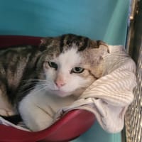 Zerathiel, chat à adopter