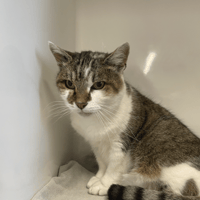 LASLA, chatte à adopter