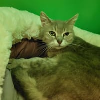 NIAMEY PAB28071, chatte à adopter