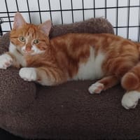 ISIDORE, chat à adopter