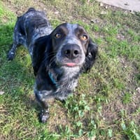 OASIS, chien à adopter