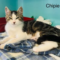 Chipie, chatte à adopter