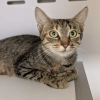 SADIE, chatte à adopter