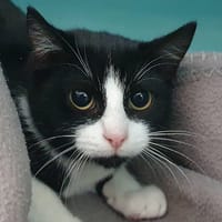 ZAHO CHA, chatte à adopter