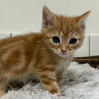 SCHMOUDLI, chat à adopter
