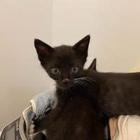 ROCKET, chat à adopter