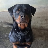 TWIST, chien à adopter