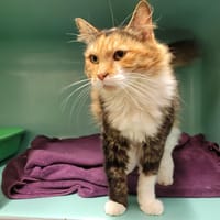 BAMAKO PAB28070, chatte à adopter