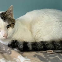 LULU, chat à adopter