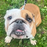 THELMA, chienne à adopter