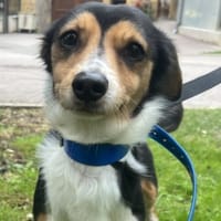SALY, chienne à adopter