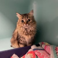 Abeille, chatte à adopter