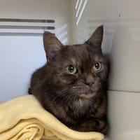 BIG BAG, chat à adopter