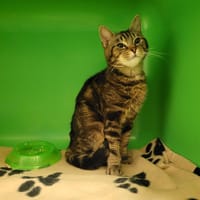 DAKAR PAB28067, chat à adopter