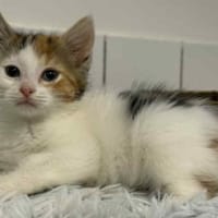 CLOCHETTE, chatte à adopter