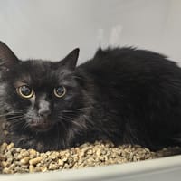 Noiraude, chatte à adopter