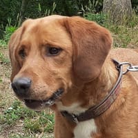Falco, chien à adopter