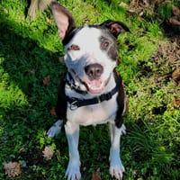 KIMIA, chienne à adopter