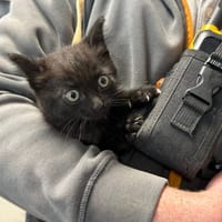 AVERY, chatte à adopter