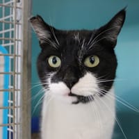 FRED, chat à adopter