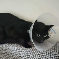 ZELDA, chatte à adopter